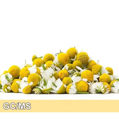 Chamomile German-德國洋甘菊
